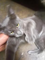 Found/Stray Male Cat last seen Trask and newhope, Garden Grove, CA 92843