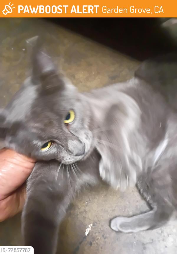 Found/Stray Male Cat last seen Trask and newhope, Garden Grove, CA 92843