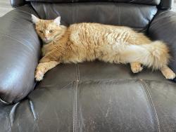 Lost Male Cat last seen Avocado and Challenge Blvd, Casa de Oro-Mount Helix, CA 91941