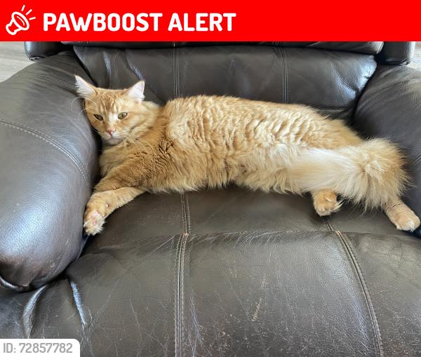 Lost Male Cat last seen Avocado and Challenge Blvd, Casa de Oro-Mount Helix, CA 91941