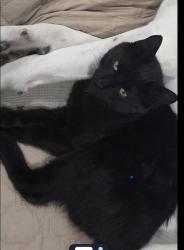 Lost Male Cat last seen Army Trail & Lombard Rd, Addison, IL 60101