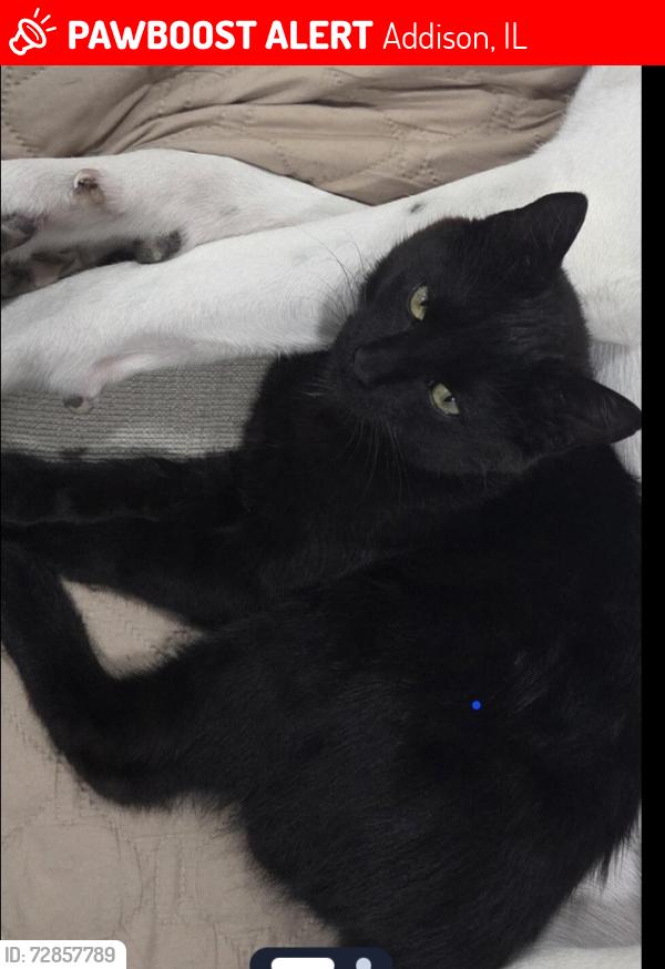 Lost Male Cat last seen Army Trail & Lombard Rd, Addison, IL 60101