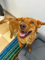 Reunited Female Dog last seen Wendy's and Tatum park, Middletown Township, NJ 07748
