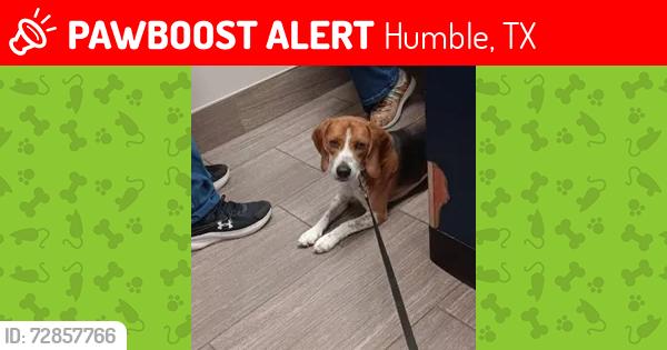 Lost Male Dog last seen Farm Ridge Lane Humble TX; Playground; Park, Humble, TX 77338