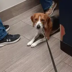 Lost Male Dog last seen Farm Ridge Lane Humble TX; Playground; Park, Humble, TX 77338
