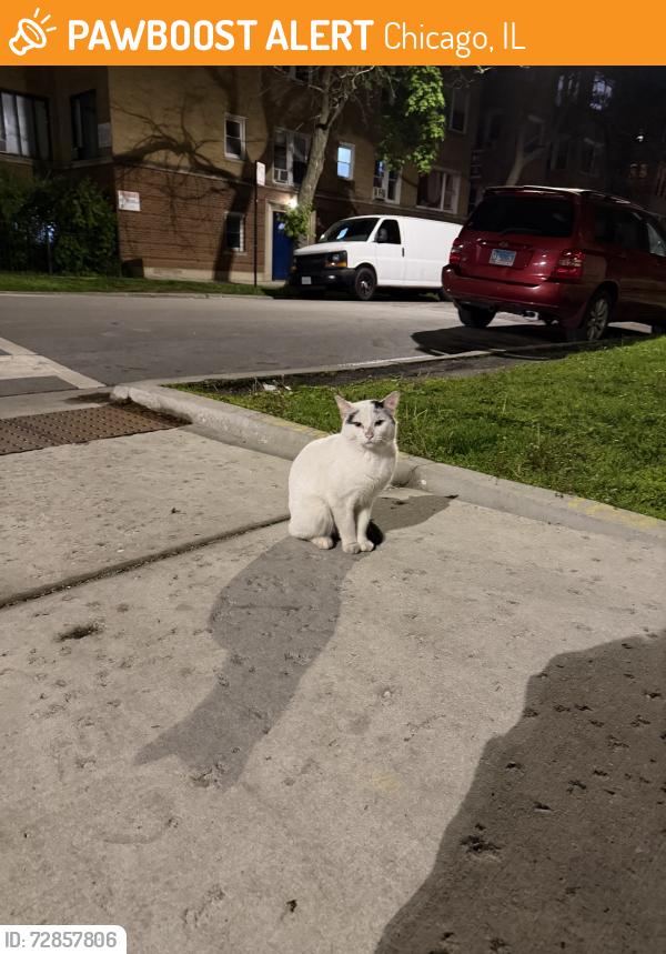 Found/Stray Male Cat last seen Central park and Leland, Chicago, IL 60625