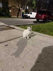 Found/Stray Male Cat last seen Central park and Leland, Chicago, IL 60625