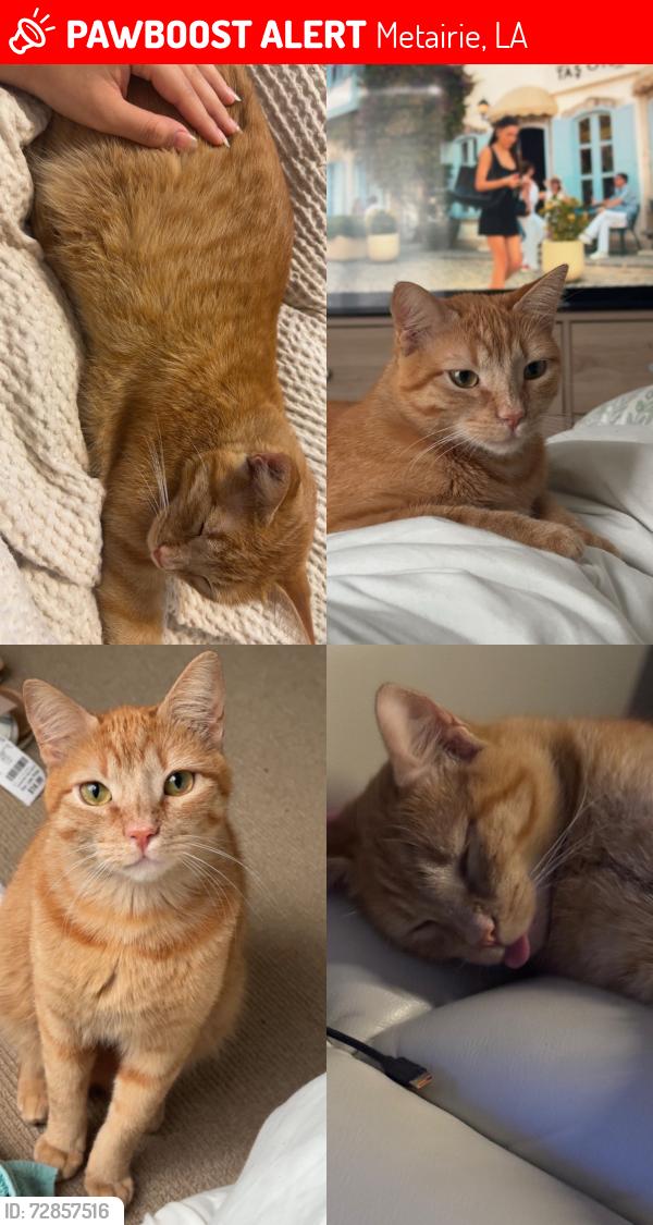 Lost Male Cat last seen Lafreniere Park, Louisiana, Metairie, LA 70003