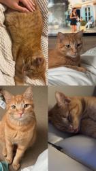 Lost Male Cat last seen Lafreniere Park, Louisiana, Metairie, LA 70003