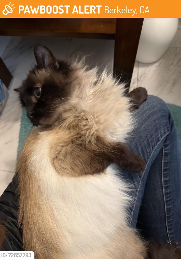 Found/Stray Female Cat last seen Solano and Colusa Ave, Berkeley, CA 94707