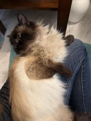 Found/Stray Female Cat last seen Solano and Colusa Ave, Berkeley, CA 94707