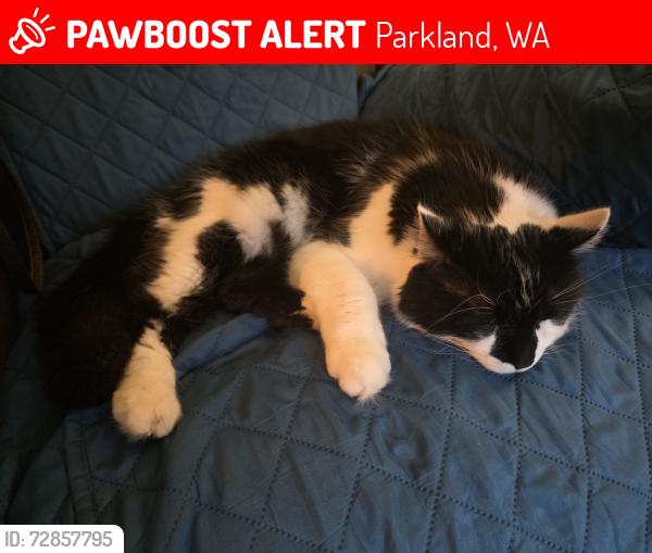 Lost Male Cat last seen 146th & Pacific Ave Tacoma wa 98444, Parkland, WA 98444
