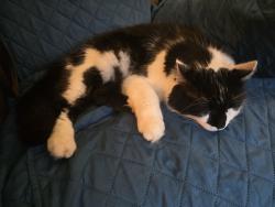 Lost Male Cat last seen 146th & Pacific Ave Tacoma wa 98444, Parkland, WA 98444