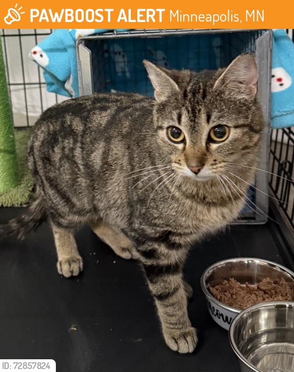 Found/Stray Female Cat last seen Near Texas Ave S and 22nd, Minneapolis, MN 55426