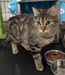 Found/Stray Female Cat last seen Near Texas Ave S and 22nd, Minneapolis, MN 55426