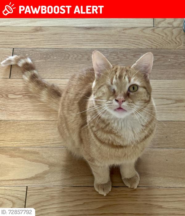 Lost Male Cat last seen Cass Lake Road and Cass Elizabeth Road, Waterford Township, MI 48328