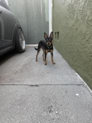 Found/Stray Male Dog last seen Hereford dr, East Los Angeles, CA 90022