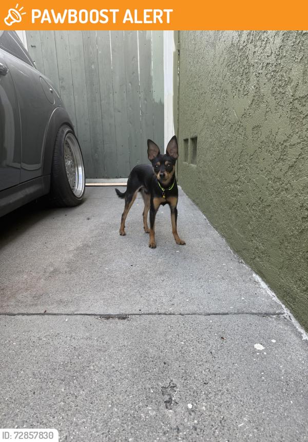 Found/Stray Male Dog last seen Hereford dr, East Los Angeles, CA 90022