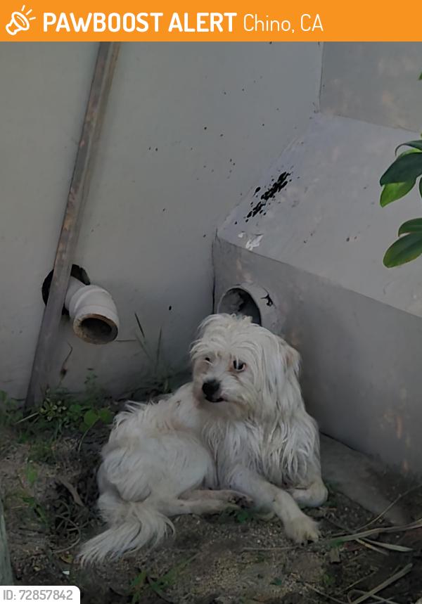Found/Stray Unknown Dog last seen Near Schaeffer Ave, Chino, CA 91710