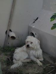 Found/Stray Unknown Dog last seen Near Schaeffer Ave, Chino, CA 91710
