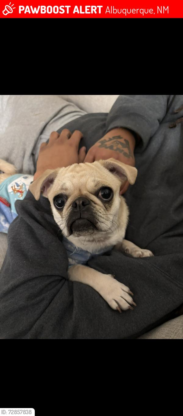 Lost Female Dog last seen Menaul and Eubank, Albuquerque, NM 87110