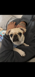 Lost Female Dog last seen Menaul and Eubank, Albuquerque, NM 87110