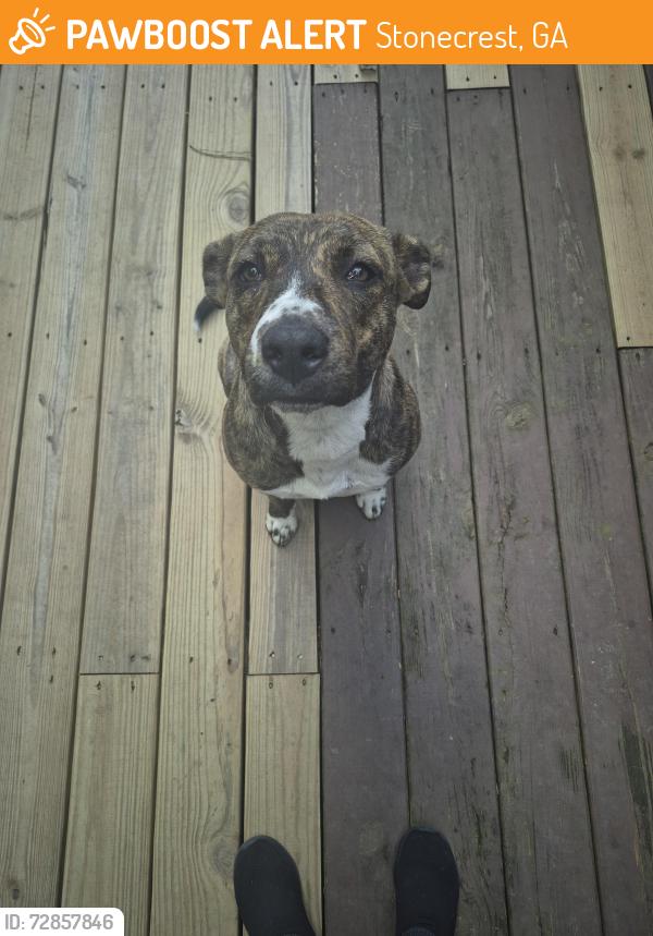 Found/Stray Female Dog last seen JC PENNY , Stonecrest, GA 30038