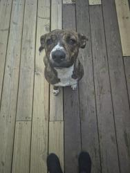 Found/Stray Female Dog last seen JC PENNY , Stonecrest, GA 30038