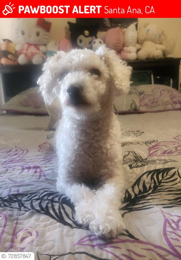Lost Female Dog last seen Near Franzen St Santa Ana, Santa Ana, CA 92705
