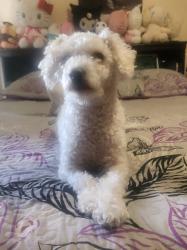 Lost Female Dog last seen Near Franzen St Santa Ana, Santa Ana, CA 92705