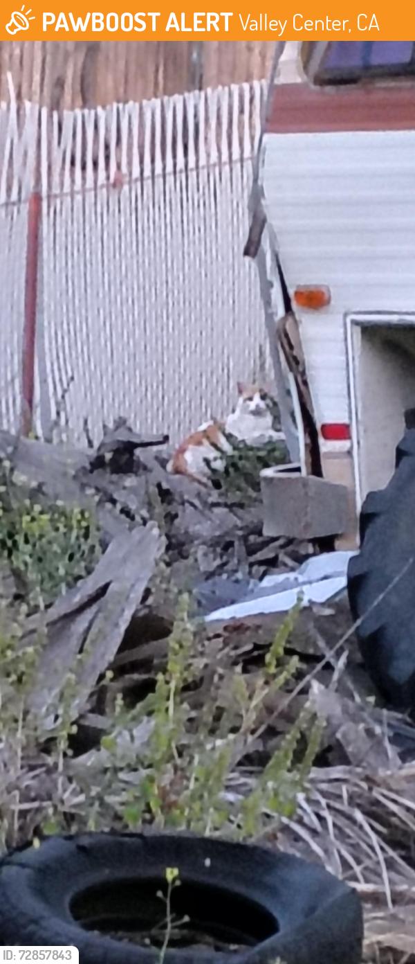 Found/Stray Unknown Cat last seen Rosebush lane across from Thunderhawks school, Valley Center, CA 92082
