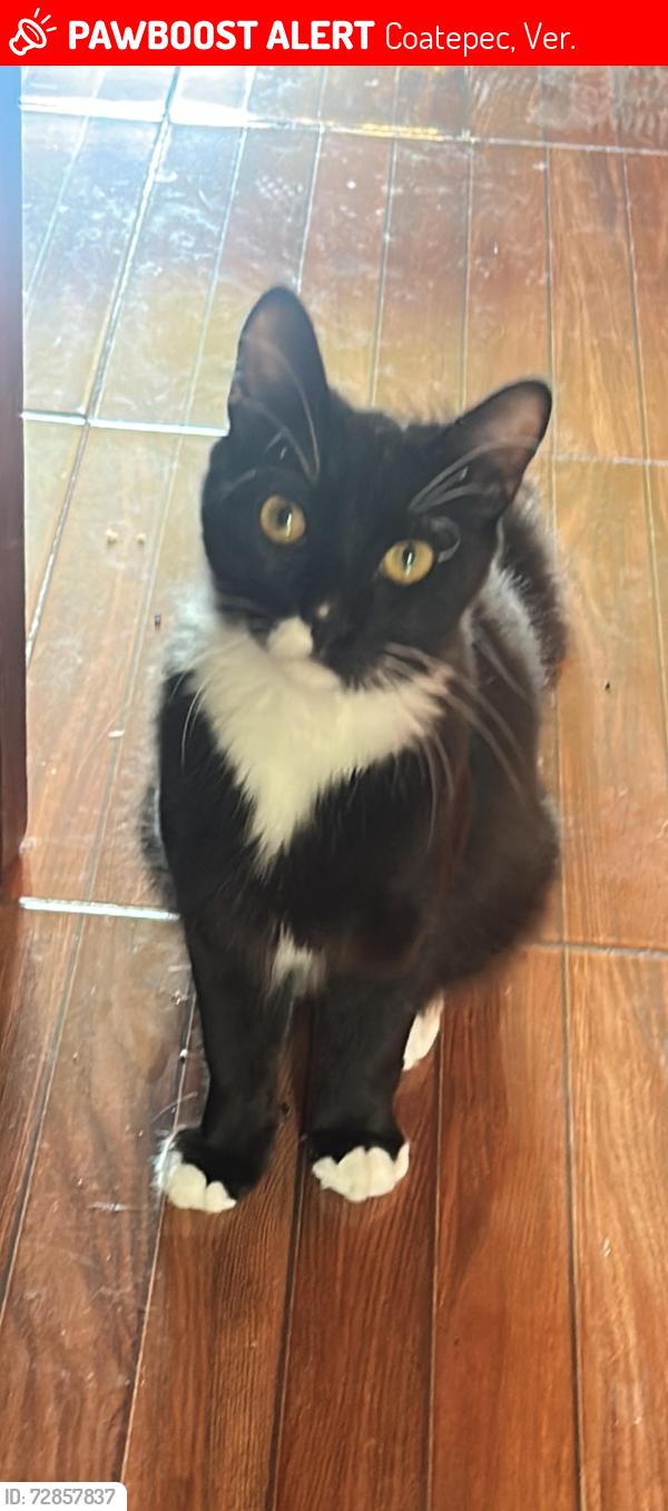 Lost Male Cat last seen Entre Guillermo Prieto y Xicotencatl, Coatepec, Ver. 91500