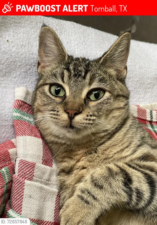 Lost Female Cat last seen Indian Trails, Tomball, TX 77375