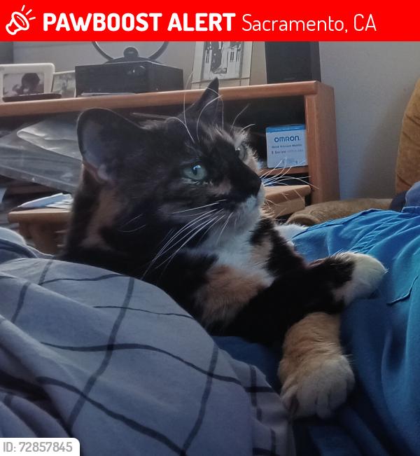 Lost Female Cat last seen Last seen on Gloria near 35th Avenue. , Sacramento, CA 95822