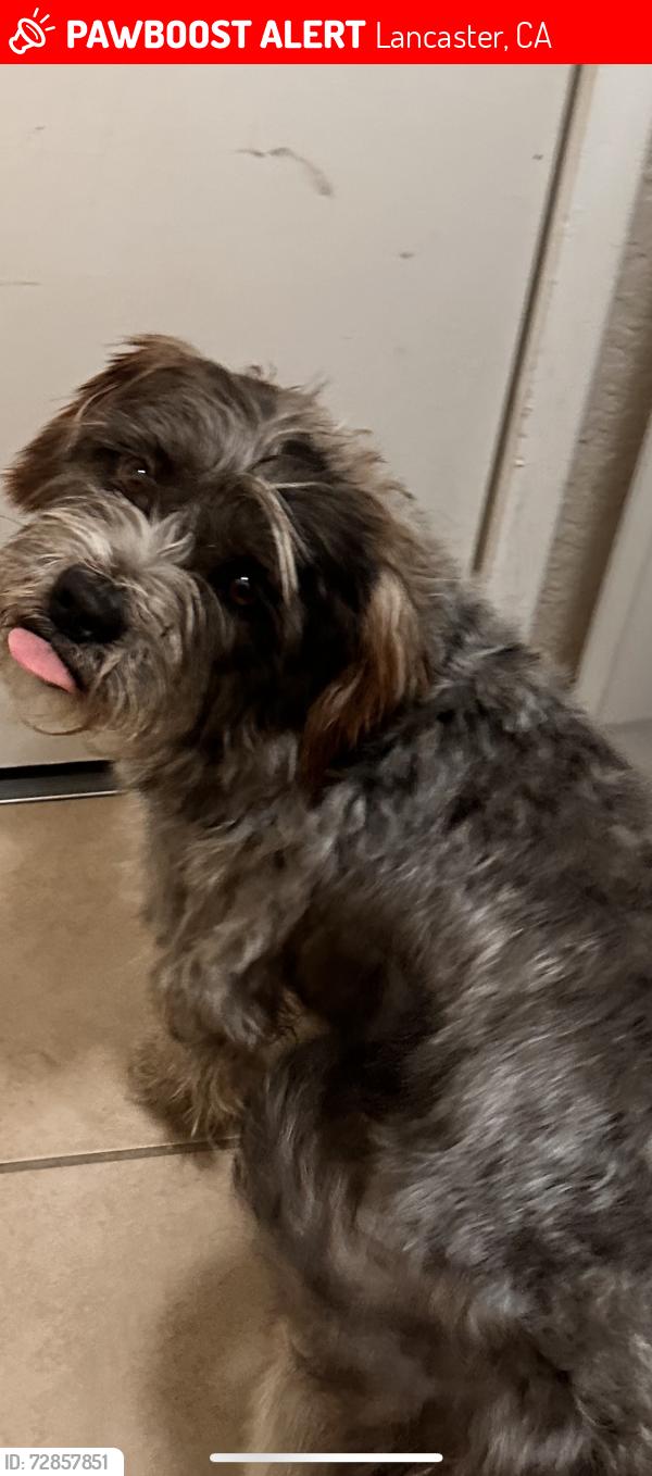 Lost Male Dog last seen Near th street east , Lancaster, CA 93535