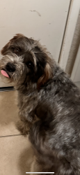 Lost Male Dog last seen Near th street east , Lancaster, CA 93535