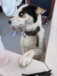 Found/Stray Unknown Dog last seen Civic center drive and crescent view, Vista, CA 92084