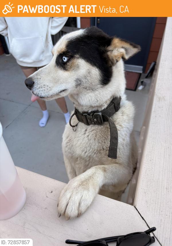Found/Stray Unknown Dog last seen Civic center drive and crescent view, Vista, CA 92084