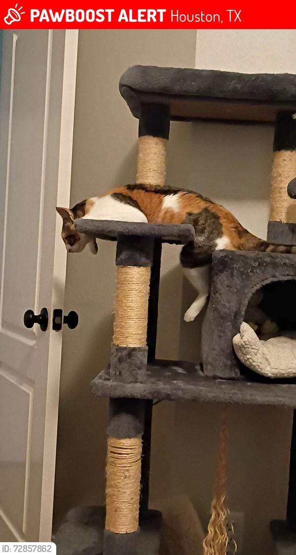 Lost Female Cat last seen Cypress Glen neighborhood , Houston, TX 77070