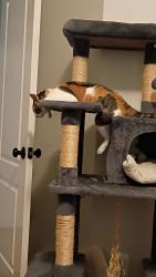 Lost Female Cat last seen Cypress Glen neighborhood , Houston, TX 77070