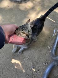 Found/Stray Female Cat last seen Petisco’s restaurant, Claremont, CA 91711