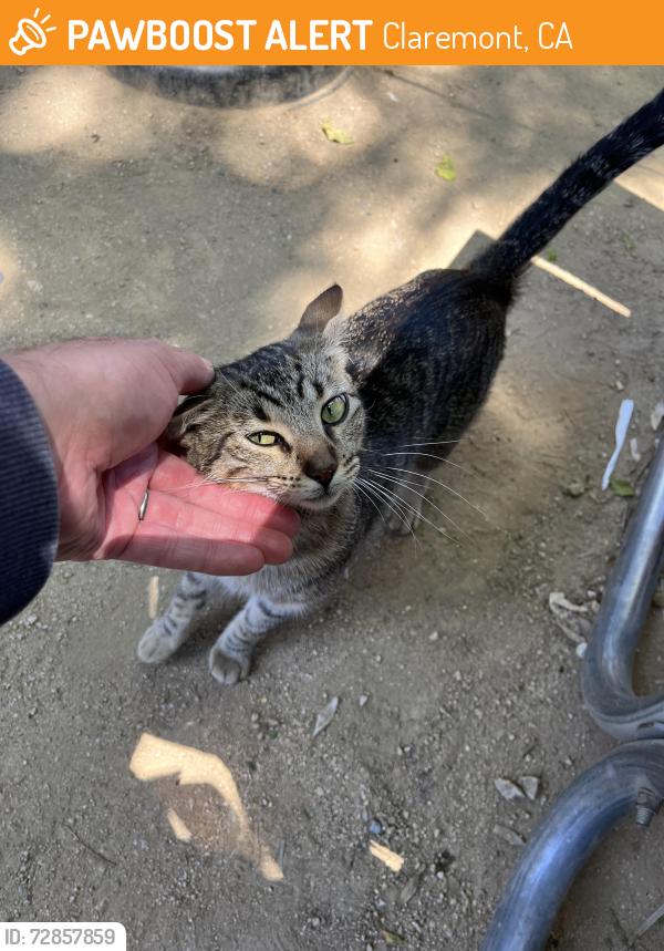 Found/Stray Female Cat last seen Petisco’s restaurant, Claremont, CA 91711