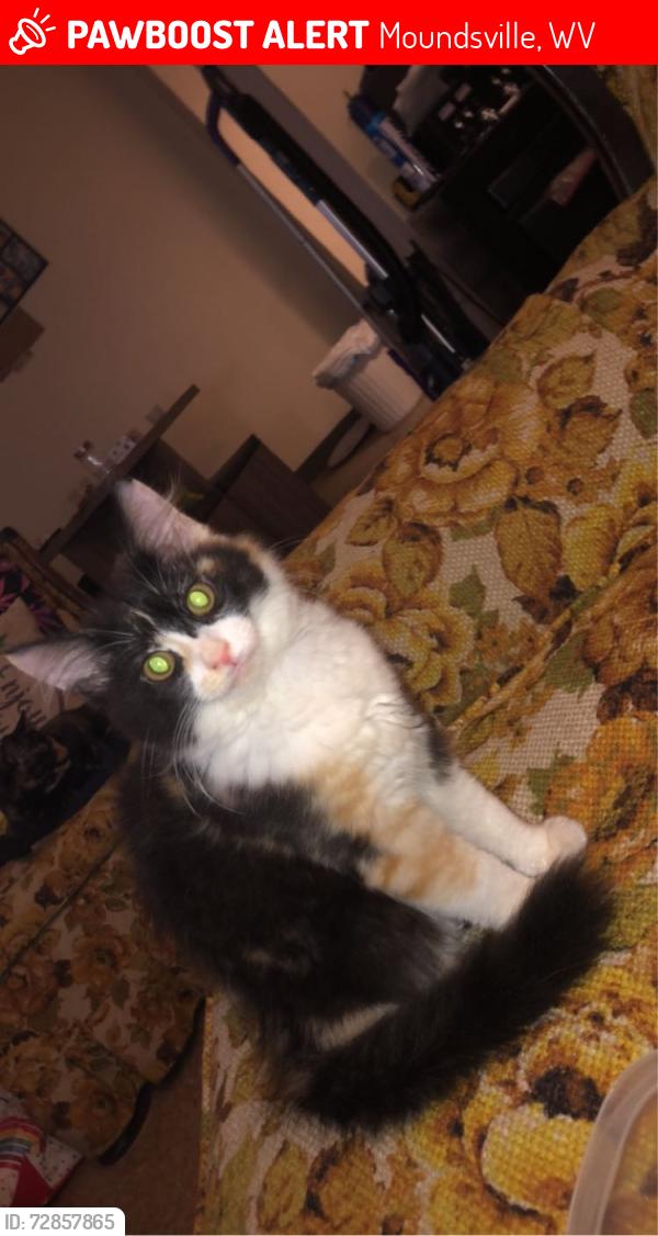 Lost Female Cat last seen Grandview road, Moundsville, WV 26041