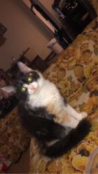 Lost Female Cat last seen Grandview road, Moundsville, WV 26041
