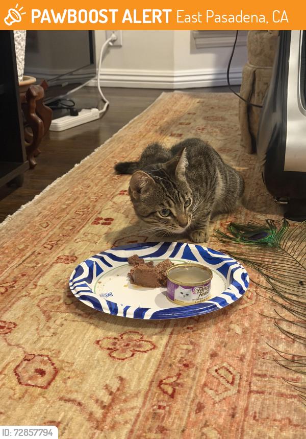 Found/Stray Unknown Cat last seen Rosemead blvd and Grayburn , East Pasadena, CA 91107