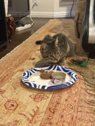 Found/Stray Unknown Cat last seen Rosemead blvd and Grayburn , East Pasadena, CA 91107