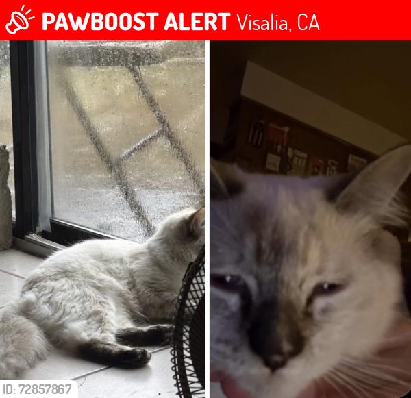 Lost Female Cat last seen west tulare avenue , Visalia, CA 93277