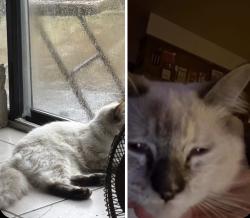 Lost Female Cat last seen west tulare avenue , Visalia, CA 93277