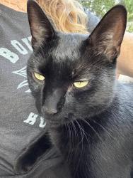 Lost Male Cat last seen Near Lafayette Library, Lafayette, CO 80026