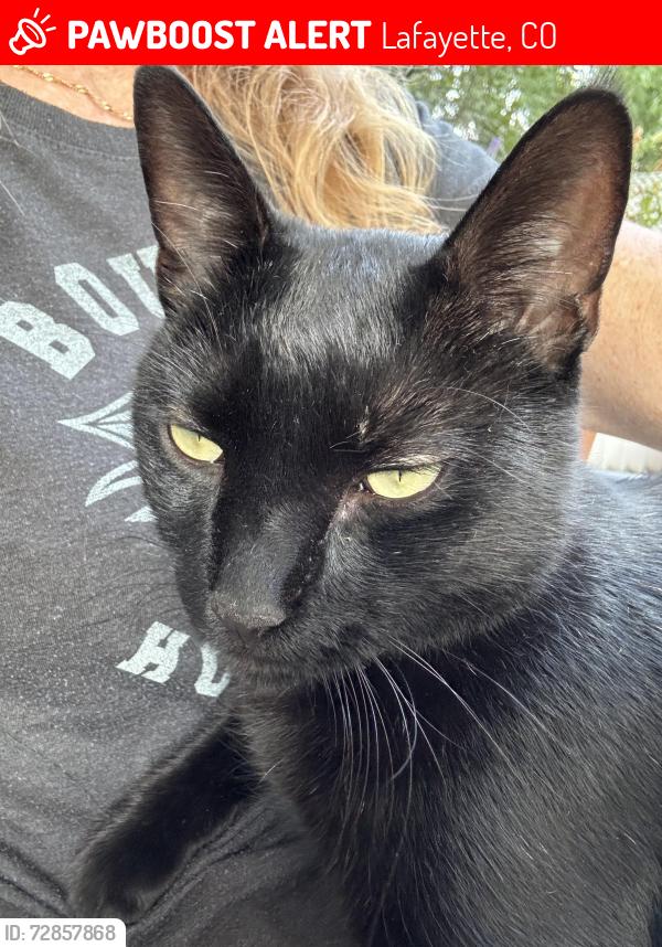 Lost Male Cat last seen Near Lafayette Library, Lafayette, CO 80026